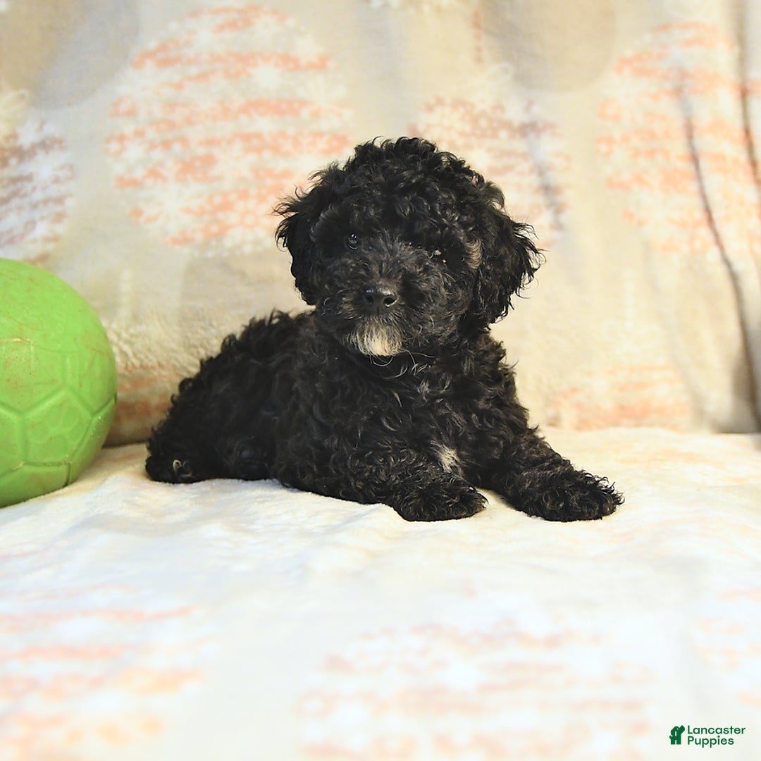 Miniature Poodle dogs for sale: Buster - Image 5