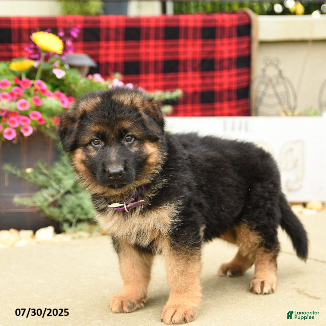 German Shepherd dogs for sale: Hero - Image 1