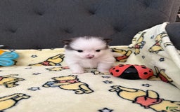Pomeranian dogs for sale: Molly - Image 3