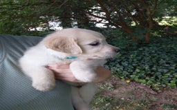 Golden Retriever dogs for sale: Picasso - Image 10