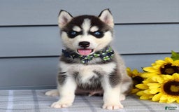Siberian Husky dogs for sale: Conner - Image 1