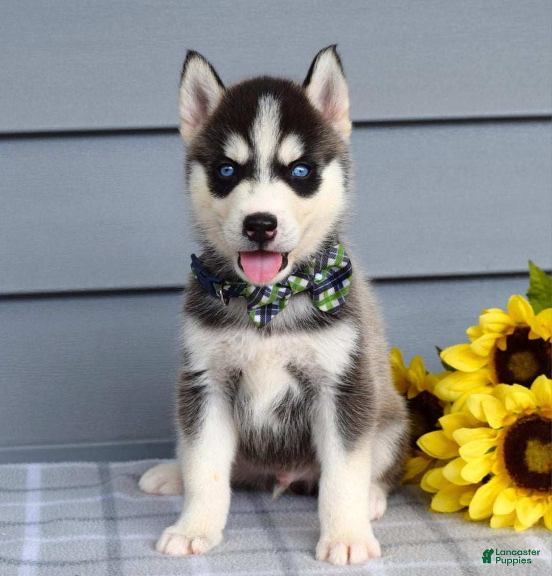 Siberian Husky dogs for sale: Conner - Image 1