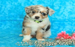 Miniature Australian Shepherd dogs for sale: Zoe - Image 3