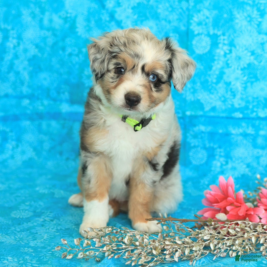 Miniature Australian Shepherd dogs for sale: Zoe - Image 3