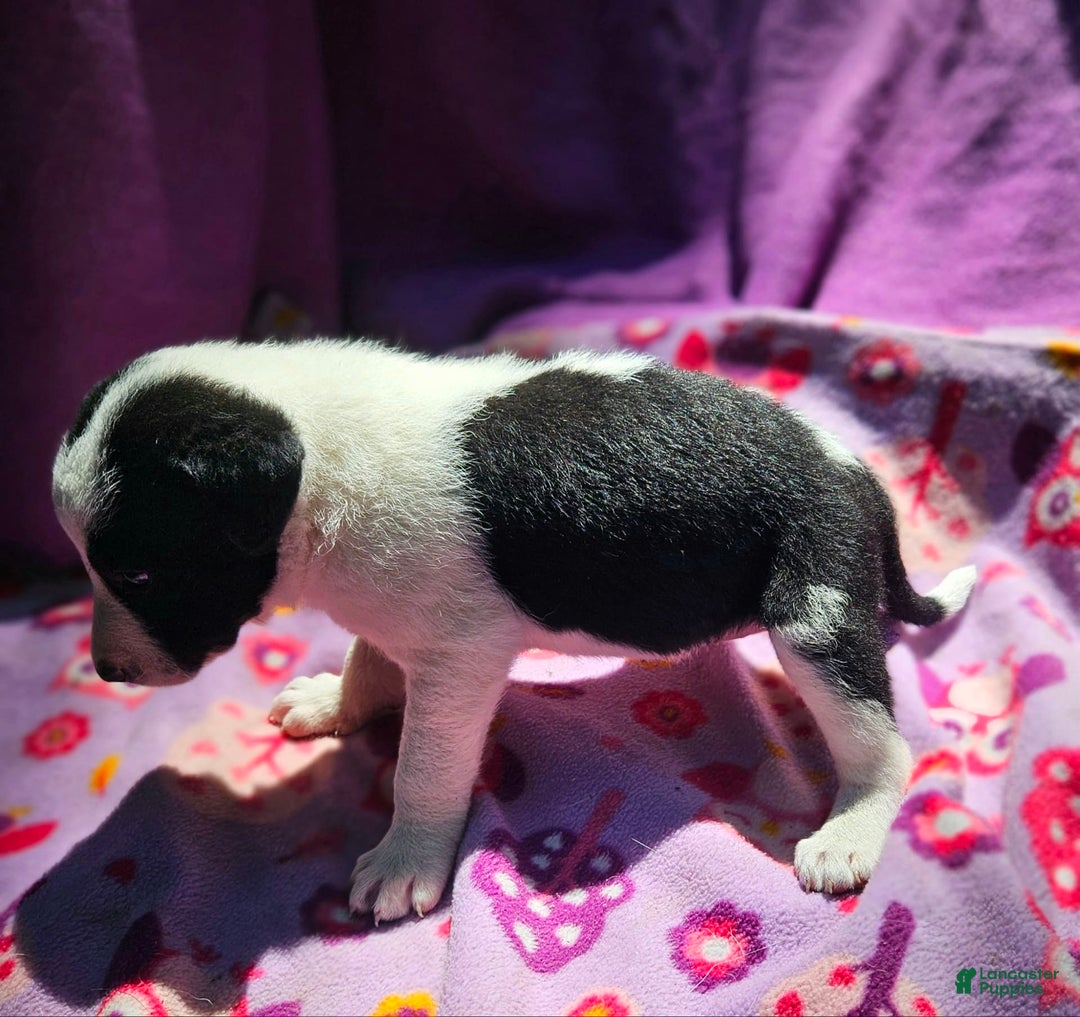 Border Collie dogs for sale: Dolly - Image 10