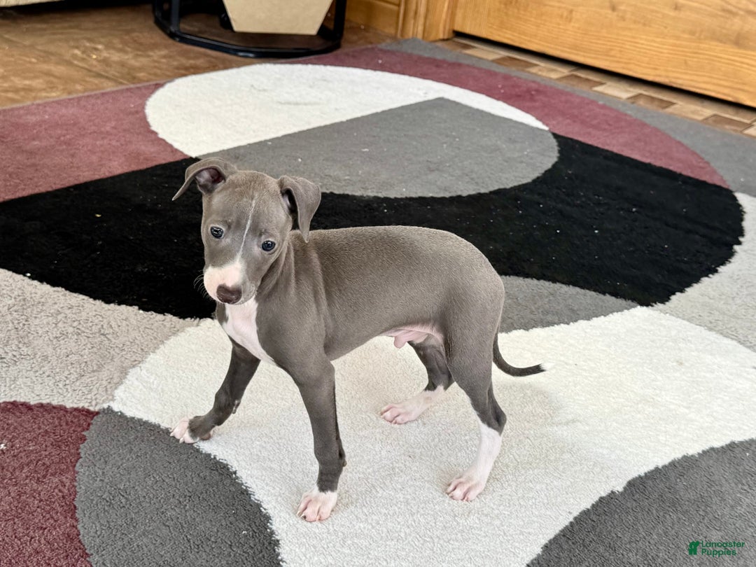 Italian Greyhound dogs for sale: Pj - Image 6