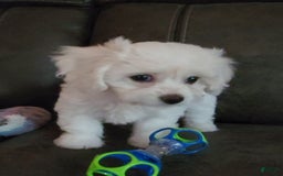 Cavachon dogs for sale: Justice - Image 8