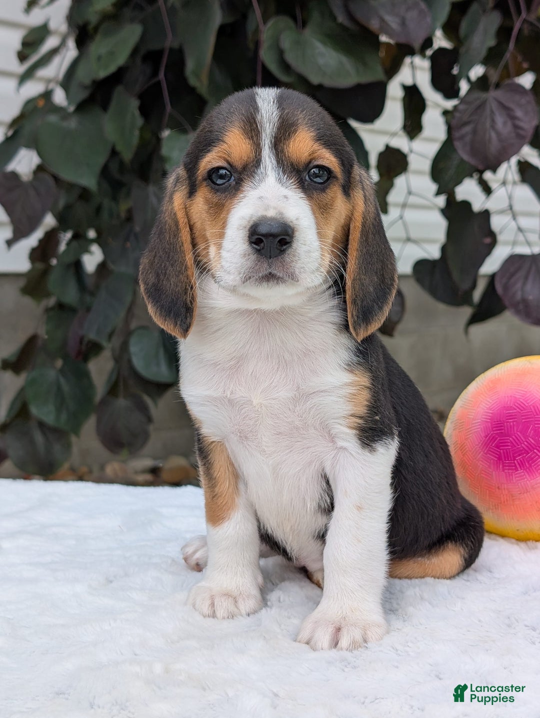 Beagle dogs for sale: Lilly - Image 7