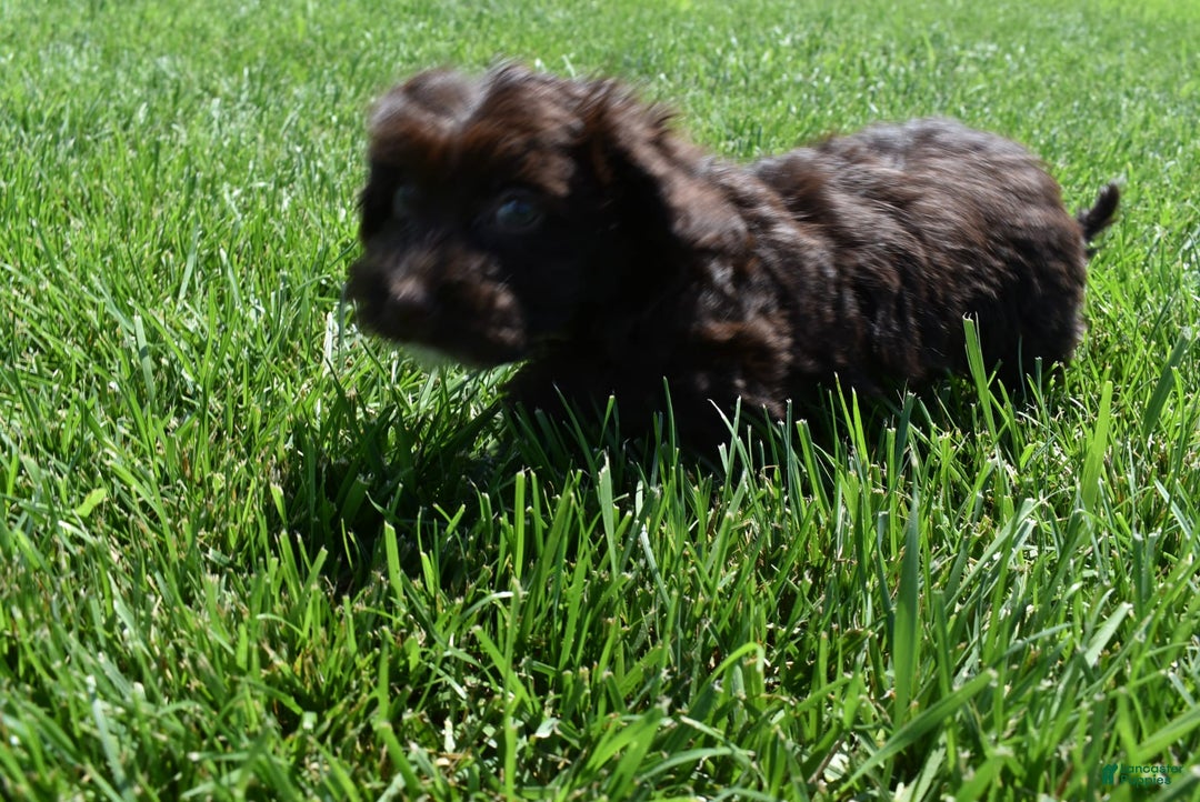 Havapoo dogs for sale: Annie - Image 9