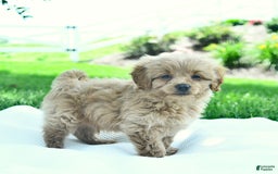 Cavapoo dogs for sale: Trevor - Image 3