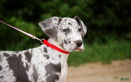 Great Dane dogs for sale: Jamaica - Image 10