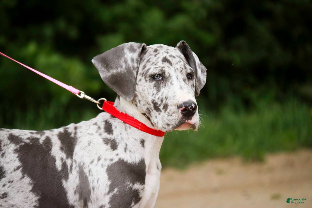 Great Dane dogs for sale: Jamaica - Image 10