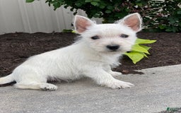 West Highland Terrier dogs for sale: Wyatt - Image 4