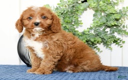 Cavapoo dogs for sale: Ernesto - Image 16
