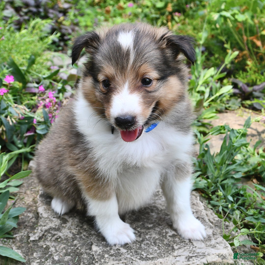 Shetland Sheepdog dogs for sale: Sam - Image 4