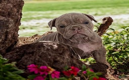 English Bulldog dogs for sale: Lyla - Image 4