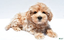 Maltipoo dogs for sale: Clay - Image 5