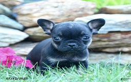 French Bulldog dogs for sale: Lola - Image 5