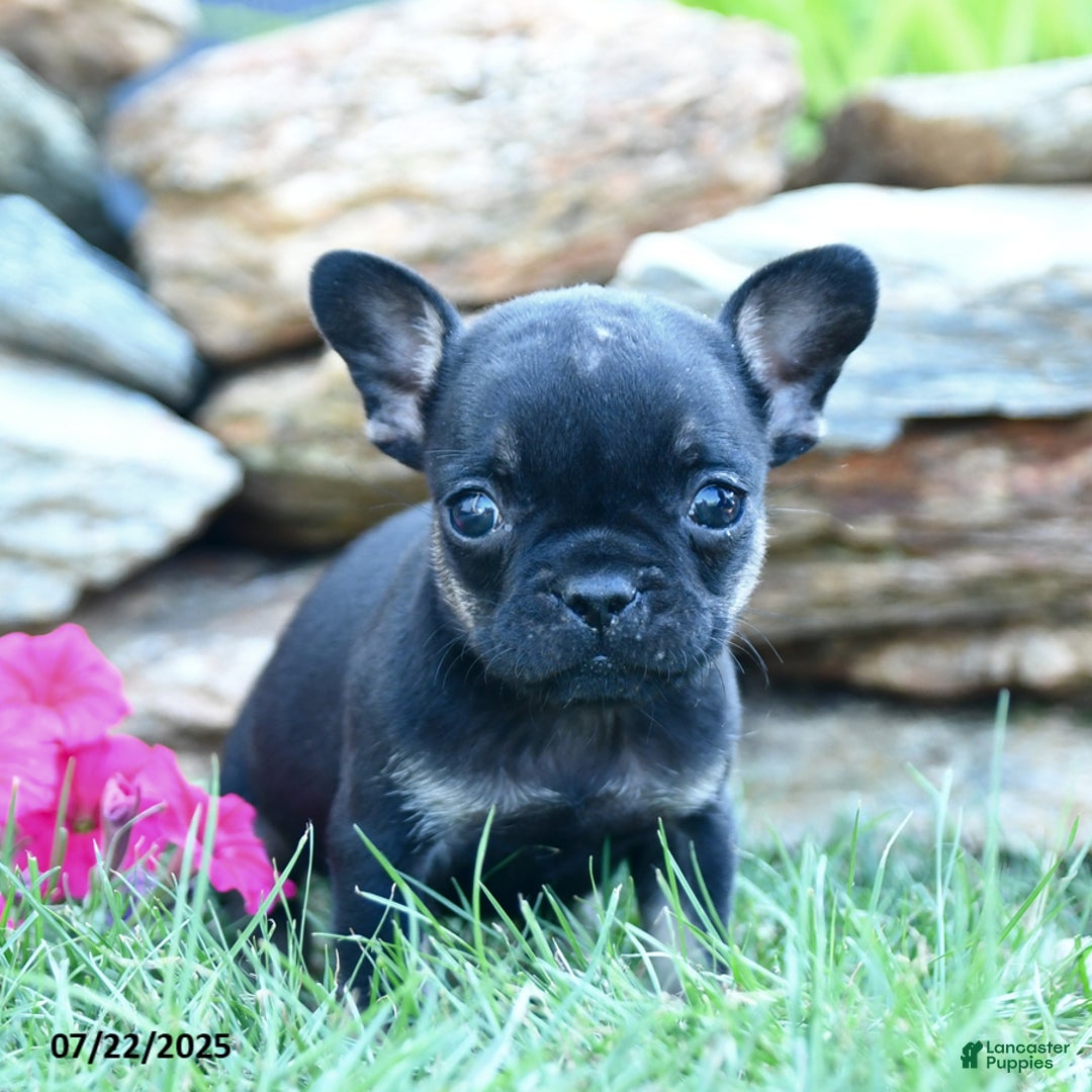 French Bulldog dogs for sale: Lola - Image 5