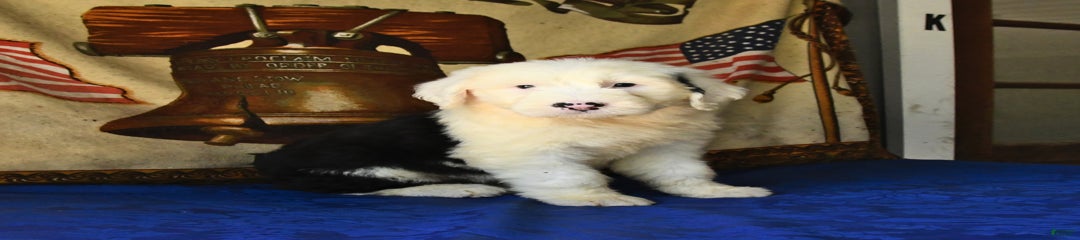 Sheila