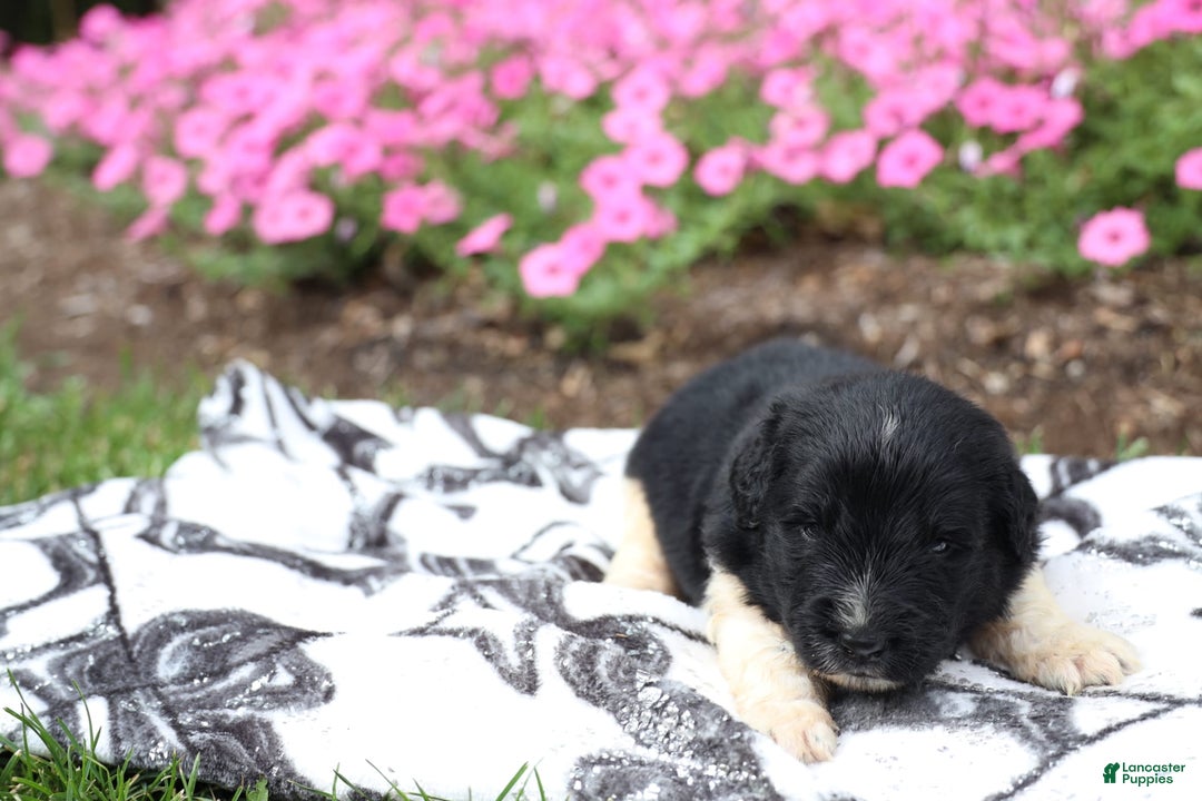 Newfoundland dogs for sale: Bizzard - Image 2
