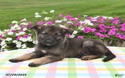German Shepherd dogs for sale: Bentley - Image 5