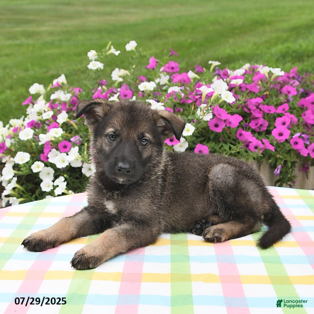 German Shepherd dogs for sale: Bentley - Image 5