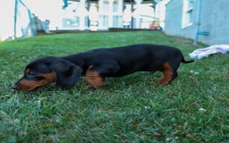 Miniature Dachshund dogs for sale: Sparky - Image 5