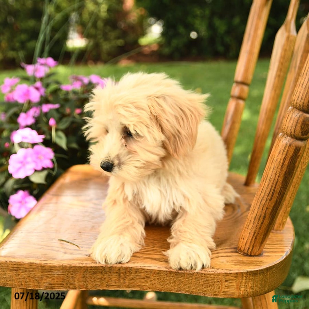 Maltipoo dogs for sale: Muddles - Image 10