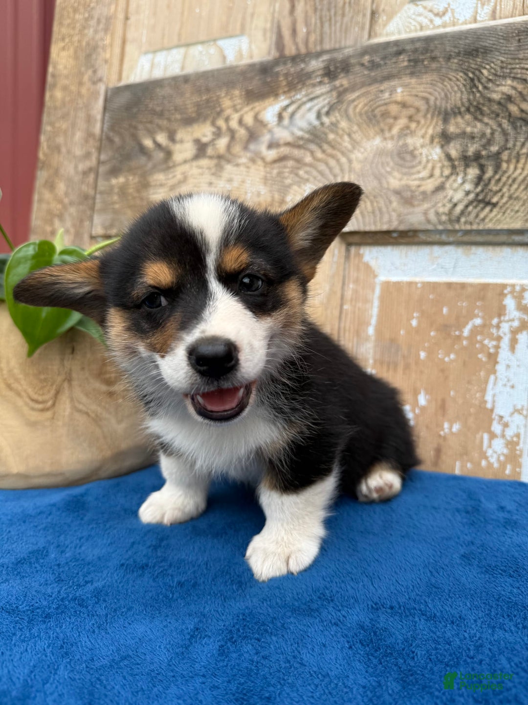 Welsh Corgi Pembroke dogs for sale: Carl - Image 2