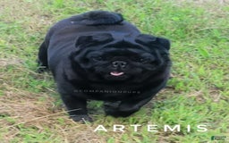 Pug dogs for sale: Runt - Champion Lines - Image 18