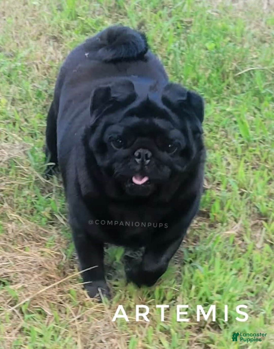 Pug dogs for sale: Runt - Champion Lines - Image 18