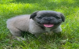 French Bulldog dogs for sale: CHEWIE - Image 2