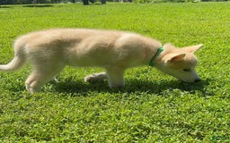categoriesInfo:categoryAttributeOptions.pets.dogs.breed.akita dogs for sale: Champ - Image 9