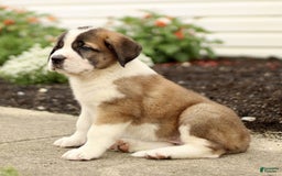 Saint Bernard dogs for sale: Coffee - Image 3