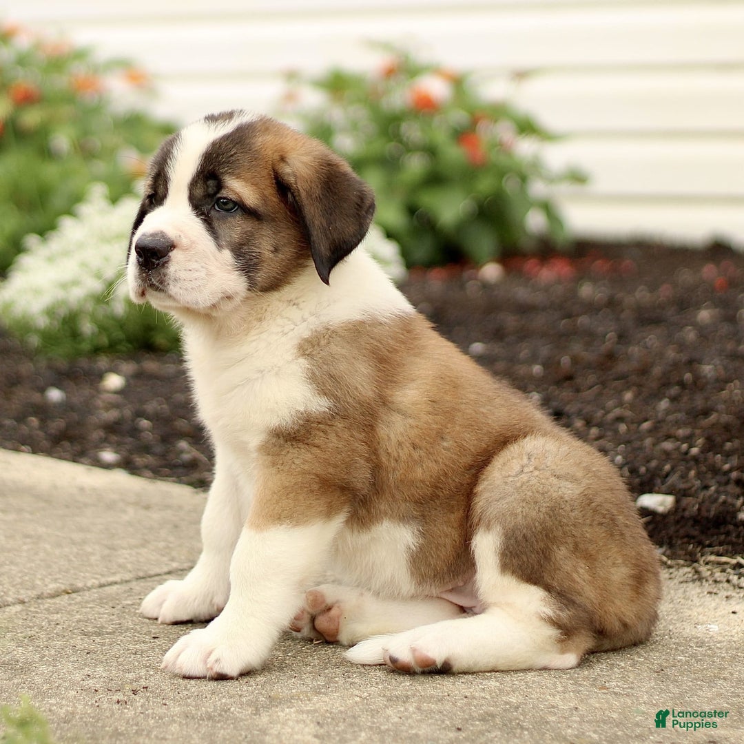 Saint Bernard dogs for sale: Coffee - Image 3
