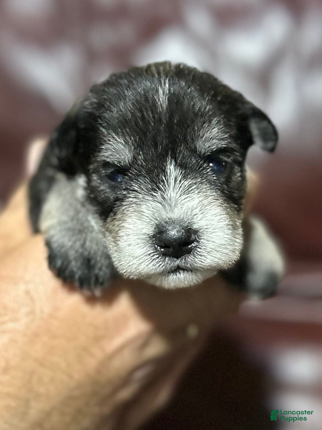 Miniature Schnauzer dogs for sale: Bernie - Image 5
