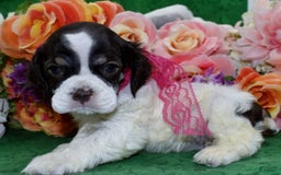 Cocker Spaniel dogs for sale: Biancachocolatetanparticockerpuppy - Image 3