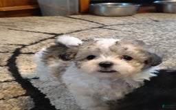 Maltipoo dogs for sale: Popeye - Image 6