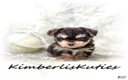 Yorkiepoo dogs for sale: Little Blair - Image 3