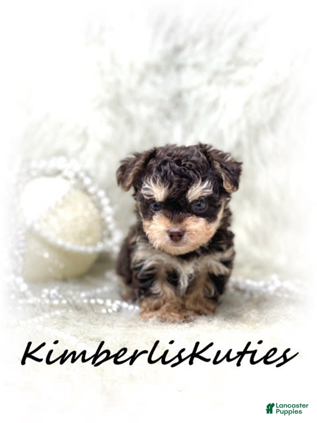 Yorkiepoo dogs for sale: Little Blair - Image 3