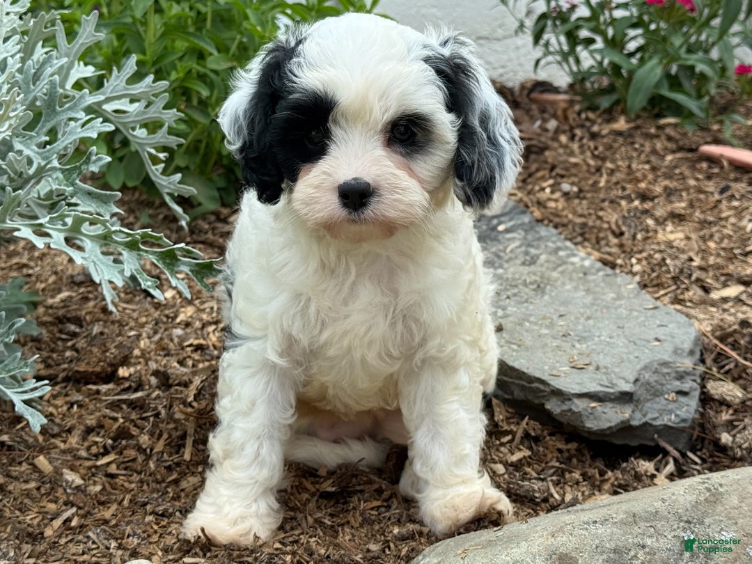 Cavapoo dogs for sale: Casper - Image 1