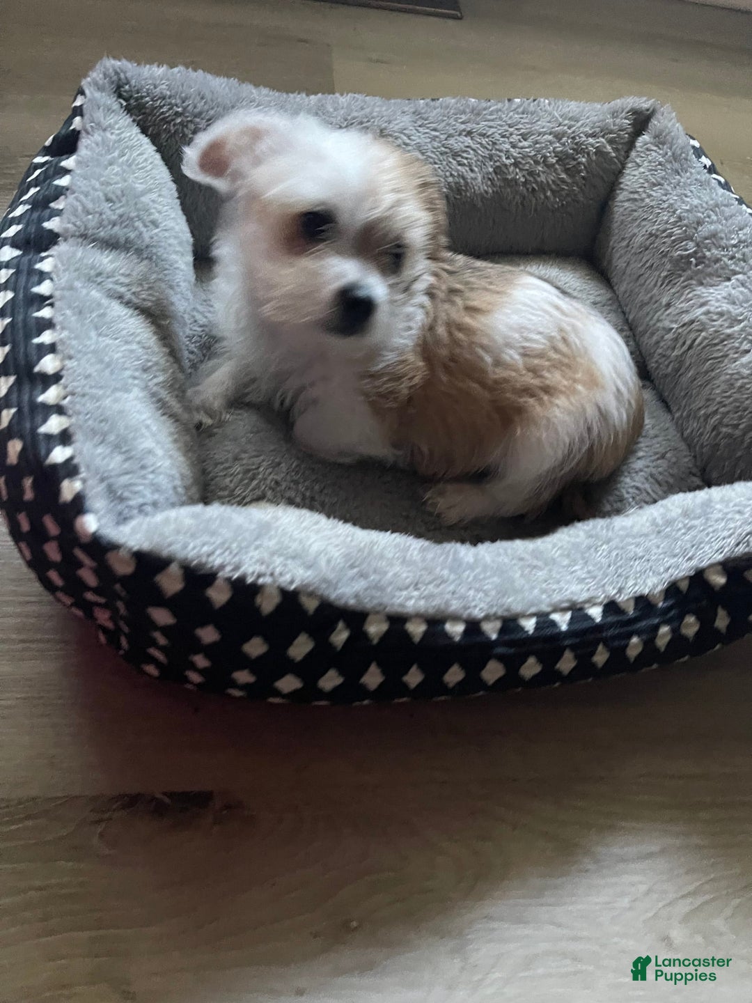 Shorkie dogs for sale: Nadia - Image 2