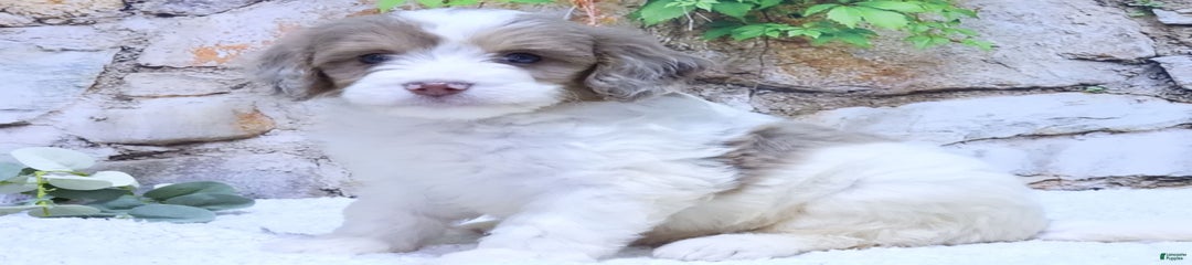 Ivy F1b
