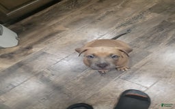 American Bully dogs for sale: Big Hoss - Image 149