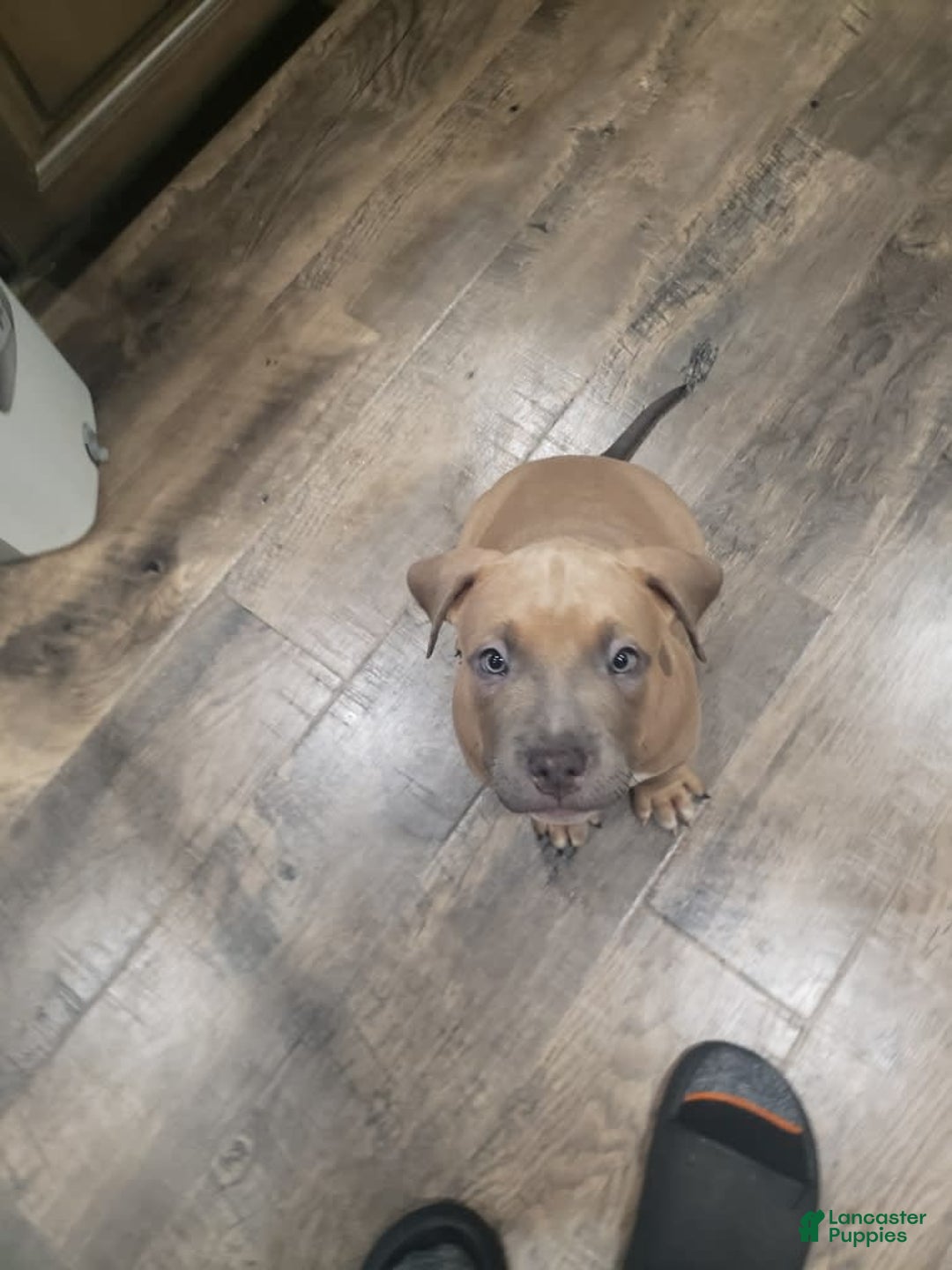 American Bully dogs for sale: Big Hoss - Image 149