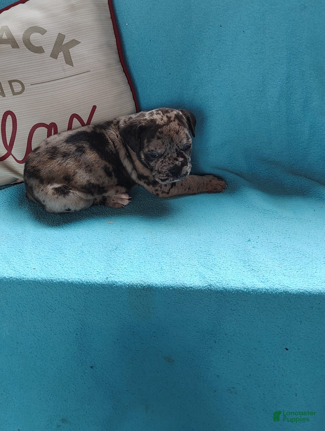 Olde English Bulldogge dogs for sale: Benjamin - Image 1