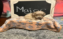 Goldendoodle dogs for sale: Major - Image 5