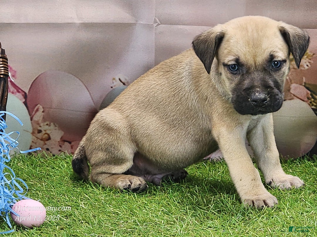 Catahoula Leopard Dog dogs for sale: Goldie 2025 M2 - Image 22