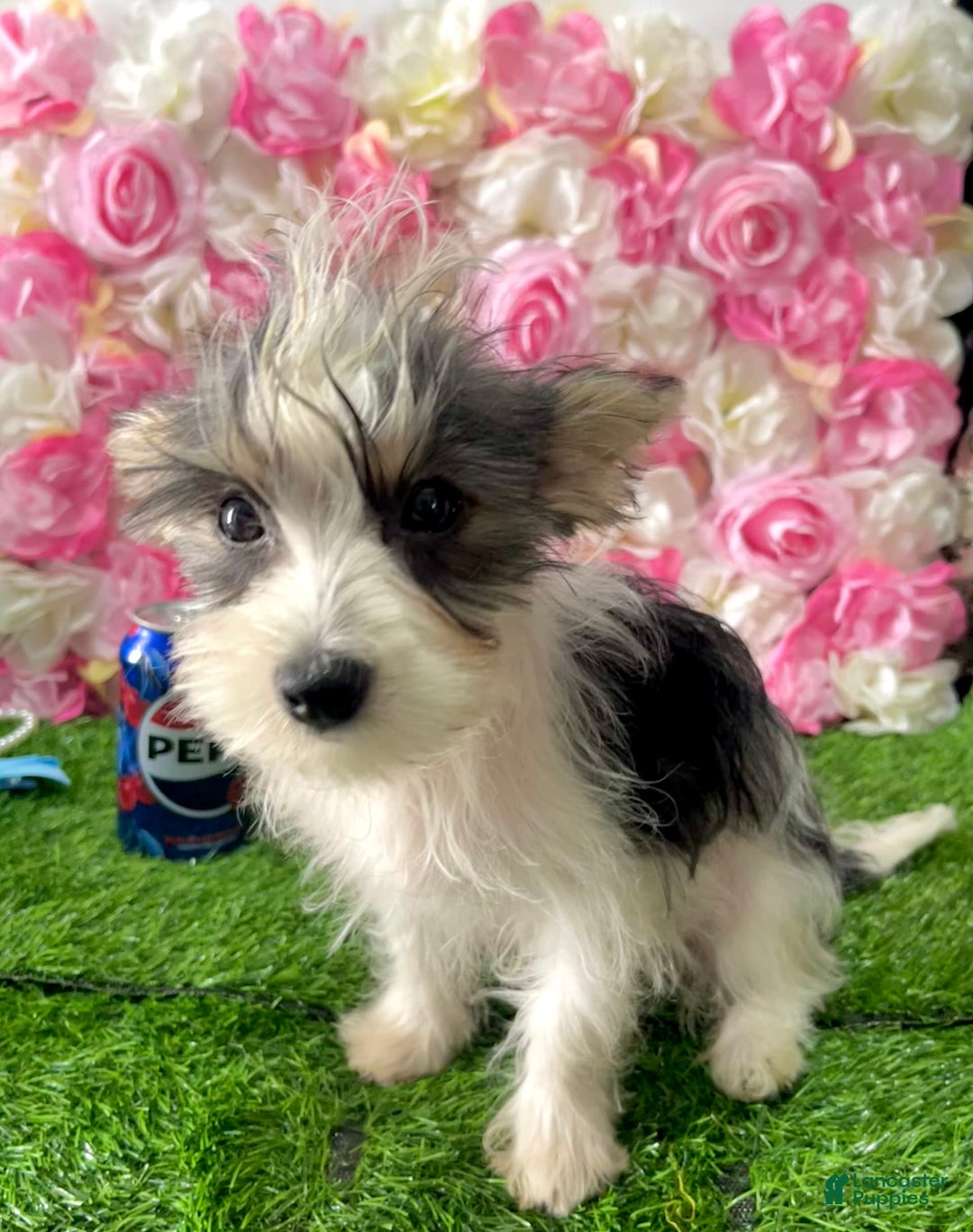 Yorkshire Terrier dogs for sale: Patrick Starr - Image 51